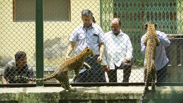 Success in rearing the cubs has made park officials proud, especially after attempts failed in the past. Four cubs brought to SGNP in 2015 in similar circumstances died of malnutrition and a lack of mother’s milk. Leopards are protected under Schedule 1 of the Wildlife Protection Act, 1972. But, a country-wide census in 2015, also India’s first-ever leopard census, found there were only 12,000 to 14,000 leopards left. (Pramod Thakur / HT Photo) Success in rearing the cubs has made park officials proud, especially after attempts failed in the past. Four cubs brought to SGNP in 2015 in similar circumstances died of malnutrition and a lack of mother’s milk. Leopards are protected under Schedule 1 of the Wildlife Protection Act, 1972. But, a country-wide census in 2015, also India’s first-ever leopard census, found there were only 12,000 to 14,000 leopards left. (Pramod Thakur / HT Photo)