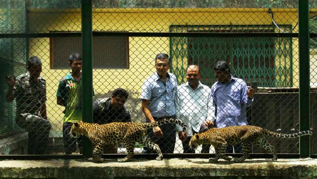 The cubs were kept at SGNP’s veterinary hospital for the first three months, and then transferred to the rescue centre used to house injured animals. Till March, the SGNP team had to monitor the cubs round-the-clock because their immunity was low, and there were changes in temperature between Ahmednagar to Mumbai. (Pramod Thakur / HT Photo) The cubs were kept at SGNP’s veterinary hospital for the first three months, and then transferred to the rescue centre used to house injured animals. Till March, the SGNP team had to monitor the cubs round-the-clock because their immunity was low, and there were changes in temperature between Ahmednagar to Mumbai. (Pramod Thakur / HT Photo)