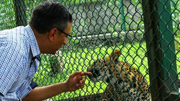 Park officials said success in rearing the abandoned cubs was a case study in how to take care of big cats in captivity. “The entire exercise has been a great challenge for us, especially the first few months, as the cubs were acclimatising to their new environment,” said Dr Shailesh Pethe, the veterinary officer, at SGNP who led the efforts. (Pramod Thakur / HT Photo) Park officials said success in rearing the abandoned cubs was a case study in how to take care of big cats in captivity. “The entire exercise has been a great challenge for us, especially the first few months, as the cubs were acclimatising to their new environment,” said Dr Shailesh Pethe, the veterinary officer, at SGNP who led the efforts. (Pramod Thakur / HT Photo)