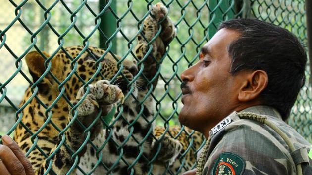 In most cases, leopard cubs without their mothers do not survive, but here they grew under constant care. The cubs played violently, scratching and bruising the staff, but it did not deter them in providing a relaxed atmosphere for the cubs. (Pramod Thakur / HT Photo) In most cases, leopard cubs without their mothers do not survive, but here they grew under constant care. The cubs played violently, scratching and bruising the staff, but it did not deter them in providing a relaxed atmosphere for the cubs. (Pramod Thakur / HT Photo)