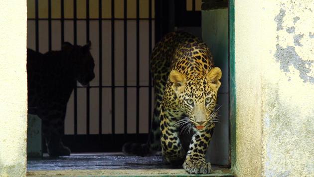 Six months later, Tara and Suraj who weighed 850gm and 1kg when first brought in, have grown to weigh a healthy 13kg and 14kg. While Tara initially faced minor health complications in her new surroundings, the park’s veterinary team ensured the cubs grew into energetic, healthy and curious seven-month-olds. (Pramod Thakur / HT Photo) Six months later, Tara and Suraj who weighed 850gm and 1kg when first brought in, have grown to weigh a healthy 13kg and 14kg. While Tara initially faced minor health complications in her new surroundings, the park’s veterinary team ensured the cubs grew into energetic, healthy and curious seven-month-olds. (Pramod Thakur / HT Photo)