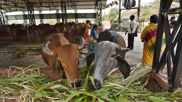 A cowshed at Bharthari Gufa ashram in Ujjain. Rawatpura Sarkar has had chief minister Shivraj Singh Chouhan visit his ashram to perform yagnas. Swami Avdeshanandji Maharaj of Ujjain is known to be close to senior BJP leaders Amit Shah, Rajnath Singh and Chouhan. Politicians, for their part, organise bigger and bigger kathas or readings of scriptures, and bhandaras or religious feasts. (Raj K Raj / HT Photo) A cowshed at Bharthari Gufa ashram in Ujjain. Rawatpura Sarkar has had chief minister Shivraj Singh Chouhan visit his ashram to perform yagnas. Swami Avdeshanandji Maharaj of Ujjain is known to be close to senior BJP leaders Amit Shah, Rajnath Singh and Chouhan. Politicians, for their part, organise bigger and bigger kathas or readings of scriptures, and bhandaras or religious feasts. (Raj K Raj / HT Photo)