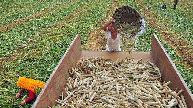 The government has allotted interest free crop loan target of Rs 10,000 crores for kharif season, which is Rs 1,000 crores more than last year, state cooperative minister Ajay Singh Kilak said.(HT) The government has allotted interest free crop loan target of Rs 10,000 crores for kharif season, which is Rs 1,000 crores more than last year, state cooperative minister Ajay Singh Kilak said.(HT)