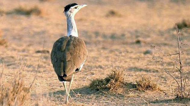 The decision to set up Great Indian Bustard breeding and hatchery centres in Rajasthan was taken by the central government in 2016. (HT File) The decision to set up Great Indian Bustard breeding and hatchery centres in Rajasthan was taken by the central government in 2016. (HT File)