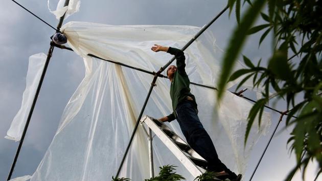 With a plume of volcanic emissions, rising above him, Josh Doran, 22, repairs one of his family's greenhouses. Doran plans to go out on a boat and bring back supplies. They have enough food and water for now, Altman says. But he acknowledged that “If it gets down to rice for every meal, the days are going to get really long.” (Terray Sylvester / REUTERS) With a plume of volcanic emissions, rising above him, Josh Doran, 22, repairs one of his family's greenhouses. Doran plans to go out on a boat and bring back supplies. They have enough food and water for now, Altman says. But he acknowledged that “If it gets down to rice for every meal, the days are going to get really long.” (Terray Sylvester / REUTERS)