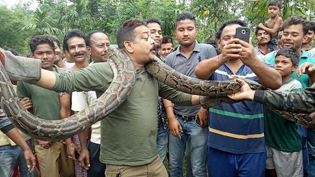 Wildlife officer Sanjay Dutta (C), holds a 30 feet long python weighing 40 kg at Sahebbari village in Jalpaiguri district, West Bengal. Dutta narrowly escaped death after the python briefly strangled him while he posed for pictures with the snake. (AFP)