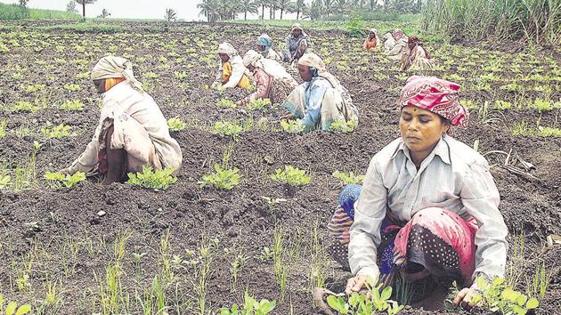 While National Sample Survey Office numbers show an absolute decline in the number of workers employed in agriculture, between 1999-2000 and 2011-12, 2011 census data between 2001 and 2011 shows the opposite trend.(HT File Photo)