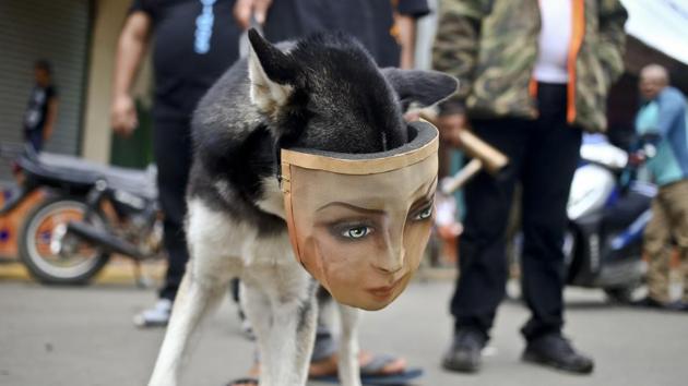 A protester's dog wears a mask as he accompanies his owner at a road block in Masaya, Nicaragua. Students now form the backbone of a protest movement against President Daniel Ortega that has left his administration shaken. The use of cobblestones was also symbolic during the revolution because they were made at a Somoza family factory. (Esteban Felix / AP)