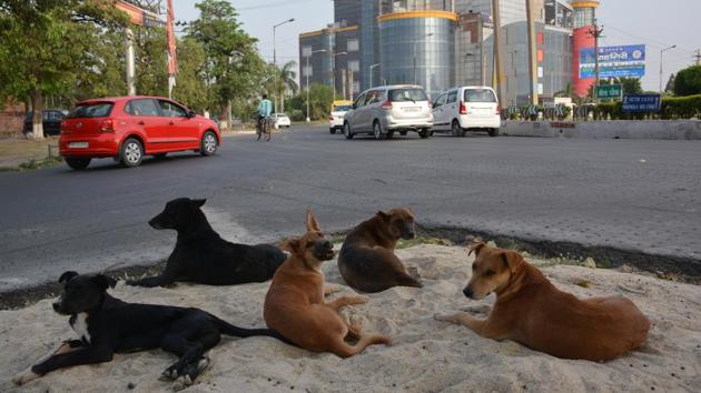 In March this year, a six-year-old boy too died after an attack by stray dogs.(HT Photo)