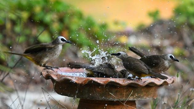Make some chirpy friends this summer with a bowl of water | Hindustan Times
