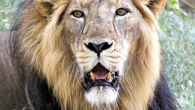 As many as 523 lions were detected at the Gir National Park and Sanctuary in the 2015 census.(AP File Photo)