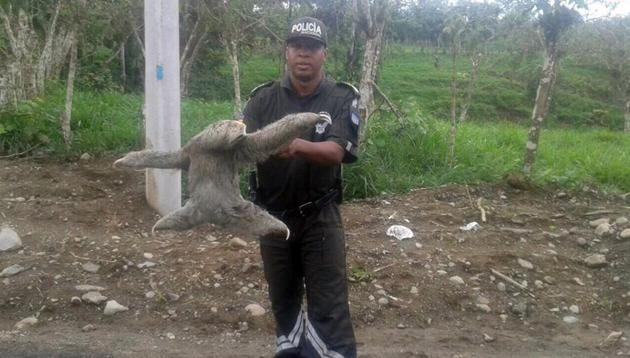 This handout photo taken on May 2018 in Ecuador and provided by Interpol on Wednesday, June 20, 2018, shows an Ecuadorian police officer posing with a sloth. (AP) This handout photo taken on May 2018 in Ecuador and provided by Interpol on Wednesday, June 20, 2018, shows an Ecuadorian police officer posing with a sloth. (AP)
