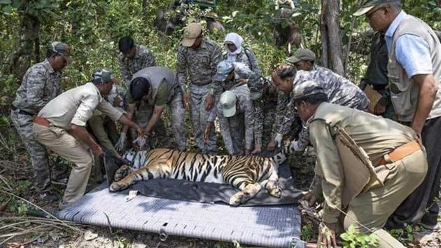 Odisha forest officials tranquilised a tiger to transport it from Madhya Pradesh to Odisha.(HT Photo via Odisha wildlife department)