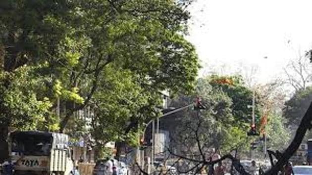 Yash Desai was killed after a branch of the tree fell on him outside Jeevan Sudha Society on Saturday. (HT File Photo) Yash Desai was killed after a branch of the tree fell on him outside Jeevan Sudha Society on Saturday. (HT File Photo)
