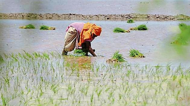 Farmers say that fewer migrant labourers have come to Punjab due to better job opportunities back home. (HT Photo) Farmers say that fewer migrant labourers have come to Punjab due to better job opportunities back home. (HT Photo)