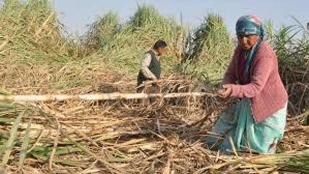 The private mills had stopped paying the farmers soon after the Union government made an announcement of providing Rs 5.5 per quintal relief on sugarcane sold to the mills.(HT File)