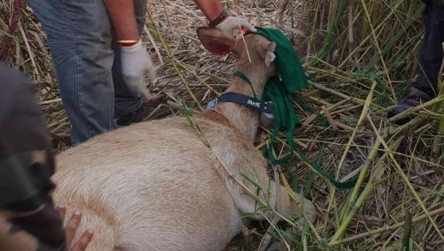 Parag Nigam, an expert at WII, radio collaring a swamp deer in Jhilmil Conservation Reserve in Haridwar.(HT Photo)