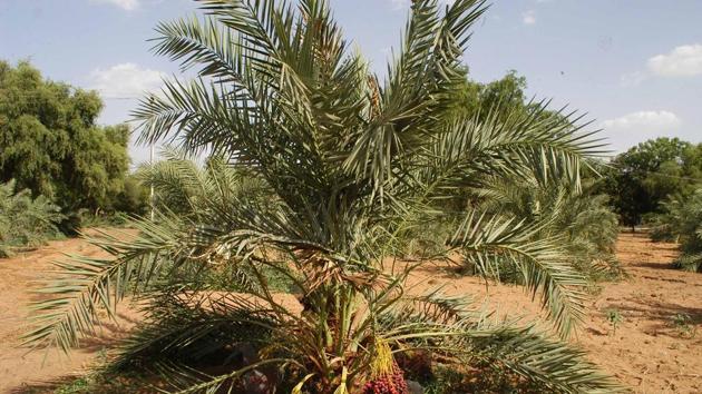 In 2007-08, the state government had started date palm cultivation on a trial basis on 135 hectares in Jaisalmer and Bikaner and had imported around 21,300 tissue culture raised saplings from the Gulf countries.(HT FILE PHOTO)