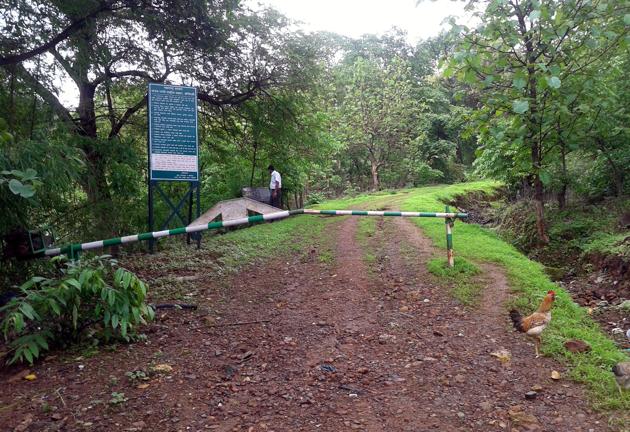 Nagla forest along Ghodbundr Road is a tourist draw.(HT File)