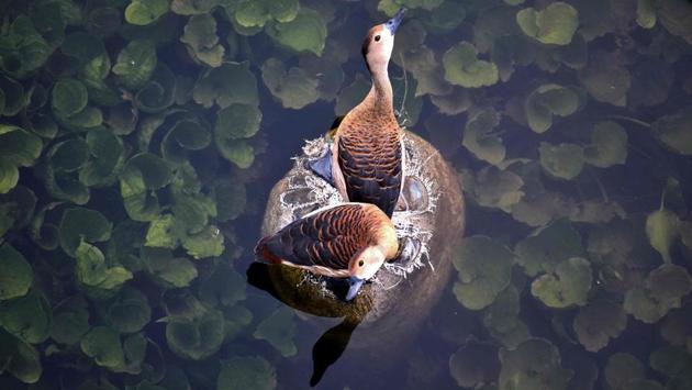 A pair of lesser whistling ducks search for food in polluted river Daya during a hot afternoon on the outskirt of Bhubaneswar, Odisha on June 19, 2018. (Asit Kumar / AFP) A pair of lesser whistling ducks search for food in polluted river Daya during a hot afternoon on the outskirt of Bhubaneswar, Odisha on June 19, 2018. (Asit Kumar / AFP)