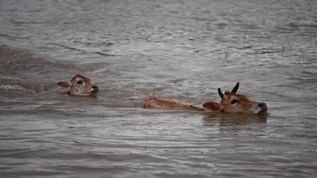 Cows swim through floodwater in search of grazing land after heavy downpour at Kampur area in Hojai district, Assam on June 17, 2018. (Biju Boro / AFP) Cows swim through floodwater in search of grazing land after heavy downpour at Kampur area in Hojai district, Assam on June 17, 2018. (Biju Boro / AFP)
