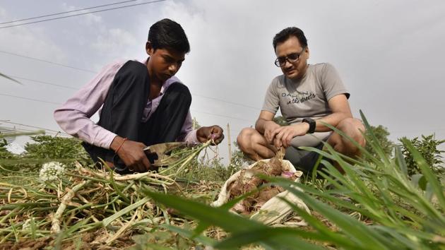 Sunil Bisht, a Gurugram resident cultivates a batch of sweet potatoes in the foothills of the Aravallis in Gairatpur Bas village, around 15 kilometres from Gurugram. Apart from him around 15 people are toiling on their farms, composting, manuring and harvesting for the upcoming week. (Sanjeev Verma / HT Photo)