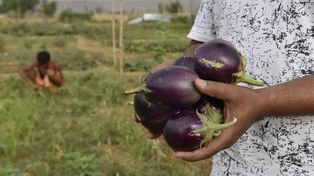 This programme managed by Green Leaf India, and a group of farmers, is currently running on a membership basis. Members are charged around Rs27,000 for six months for a 600 square yard plot. The amount includes the cost of seeds, manure and the salaries of those hired to look after the farms in their absence. (Sanjeev Verma / HT Photo)
