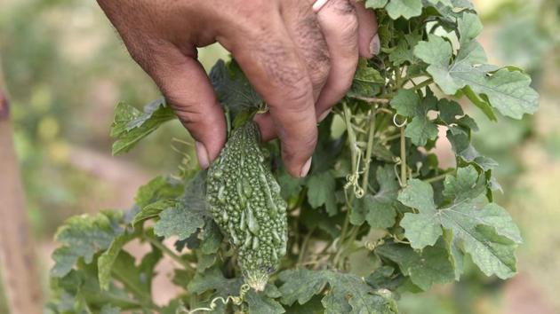 The community grows almost everything at the farms — potatoes to bitter gourd and watermelons to mushrooms. The members came together in 2016, when Gurugram district’s horticulture officer, Deen Mohammad Khan, while delivering a presentation on home gardening to a group of people in a society, was asked by the residents to start an organic farm for them to grow vegetables. (Sanjeev Verma / HT Photo)