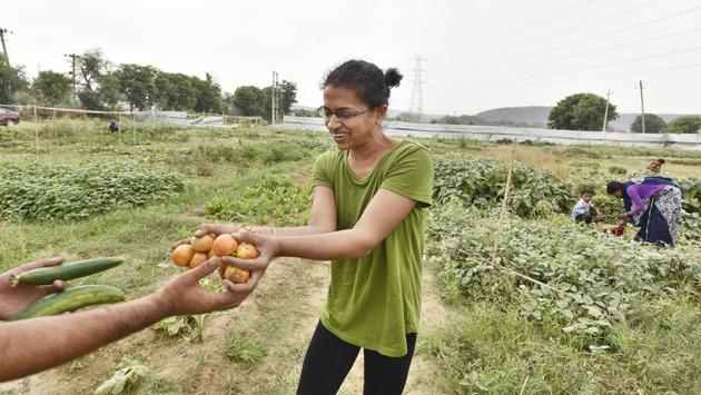 “We live in compact and closed spaces. There is hardly any space to grow plants, which is why an initiative like this was widely welcomed,” Seema, a resident of Central Park 2 society, said. These urban farmers said the produce is enough for their consumption for a week and sometimes, there is a surplus for their friends and neighbours. (Sanjeev Verma / HT Photo)