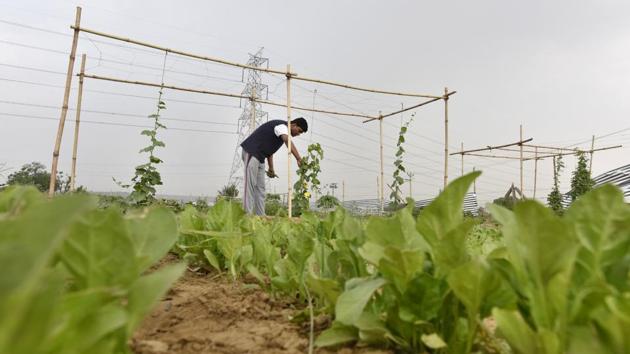 Organic farming and permaculture are now a visible trend in Gurugram. Several condominiums have taken steps to voluntarily promote natural resource conservation by reusing, recycling and reducing solid waste. City dwellers strapped for space are planting vegetables on their terraces, backyards and small balconies. A citizens’ movement in the city, which believes that chemical-free food is not a privilege but a right, has led to fresh farm produce coming in every week. (Sanjeev Verma / HT Photo)