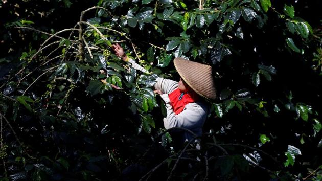 Arabica is a higher quality bean that is typically roasted and brewed. Its cousin robusta, known for its more bitter taste, is processed into instant coffee or used as a lower cost component in roasted blends. Robusta makes up nearly 90 percent of Indonesia’s coffee harvest. (Darren Whiteside / REUTERS) Arabica is a higher quality bean that is typically roasted and brewed. Its cousin robusta, known for its more bitter taste, is processed into instant coffee or used as a lower cost component in roasted blends. Robusta makes up nearly 90 percent of Indonesia’s coffee harvest. (Darren Whiteside / REUTERS)