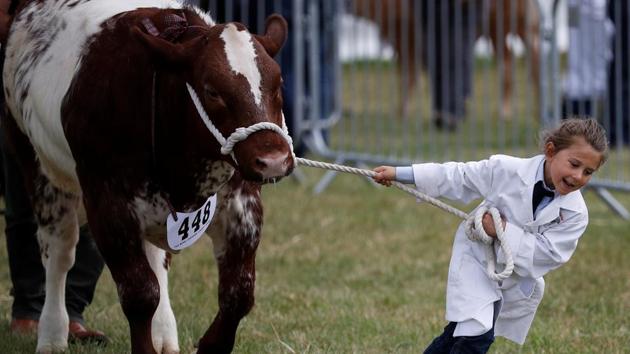 A girl leads a bullock during judging at the Royal Cheshire County Show near Tabley, Britain. (Phil Noble / REUTERS)