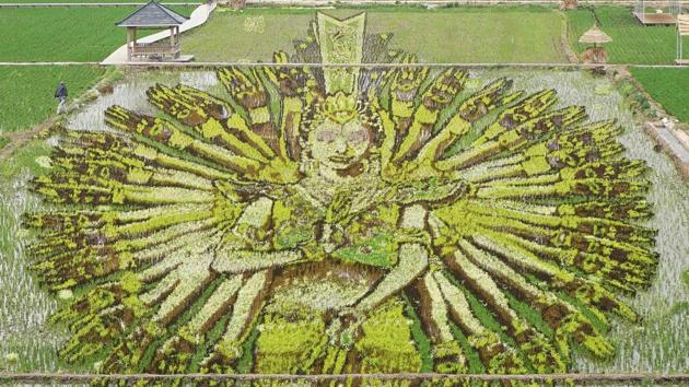 A “thousand-hand Bodhisattva” created using different varieties of rice is seen in a paddy in Shenyang in China's northeast Liaoning province. (AFP)