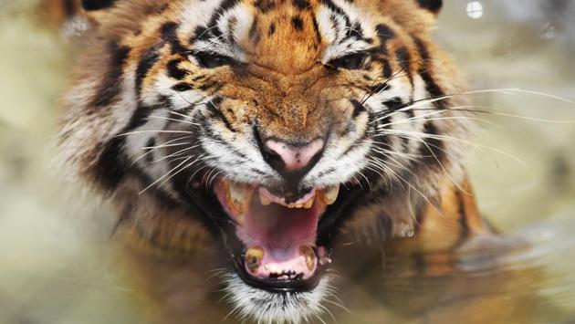 A Bengal tiger reacts while cooling off in a pond inside a cage during a hot summer day at Alipore Zoological Garden in Kolkata, West Bengal on June 20, 2018. The Bengal tiger was recovered injured from the Sundarbans area bordering Bangladesh and has since lost some of its teeth due to aging. (Dibyangshu Sarkar / AFP) A Bengal tiger reacts while cooling off in a pond inside a cage during a hot summer day at Alipore Zoological Garden in Kolkata, West Bengal on June 20, 2018. The Bengal tiger was recovered injured from the Sundarbans area bordering Bangladesh and has since lost some of its teeth due to aging. (Dibyangshu Sarkar / AFP)