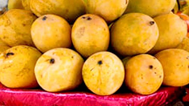 Malda district yields around 3.5 lakh tonnes of the Himsagar, Lyangra, Fazli and Laxmanbhog varieties of mango in a year. (HT File) Malda district yields around 3.5 lakh tonnes of the Himsagar, Lyangra, Fazli and Laxmanbhog varieties of mango in a year. (HT File)