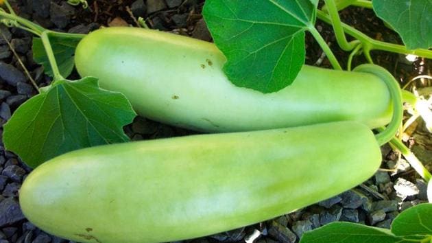 Dr Sheetal Dadphale, gastroenterologist from Ruby Hall Clinic, said that people must only be aware that such vegetables, be it cucumber or bottle gourd, should not be consumed if they are bitter in taste.(HT PHOTO)