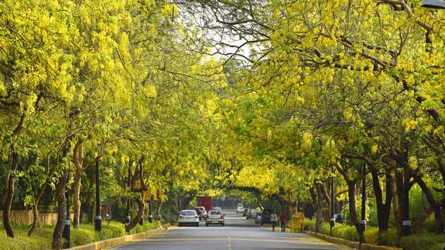 Some 16,500 trees are likely to face the axe to make way for flats, offices and a trade centre in seven south Delhi neighbourhoods.(HT/Photo for representation) Some 16,500 trees are likely to face the axe to make way for flats, offices and a trade centre in seven south Delhi neighbourhoods.(HT/Photo for representation)