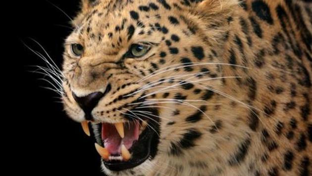 The leopard pounced on the boy on Saturday evening and half-eaten body of the boy was found in a forest on Sunday.(Getty Images)