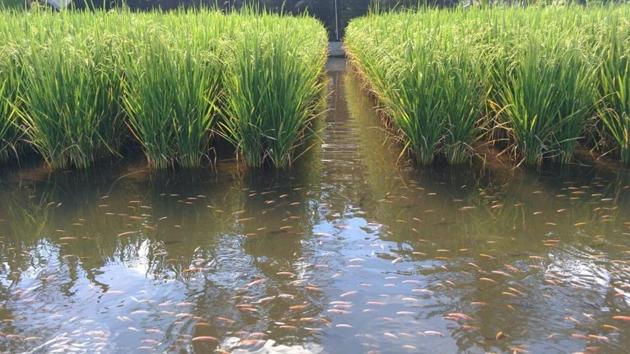 The state government provides five-day fish cultivation and marketing training sessions to farmers throughout the year and provides loans to farmers at minimum interest rates. (HT Photo) The state government provides five-day fish cultivation and marketing training sessions to farmers throughout the year and provides loans to farmers at minimum interest rates. (HT Photo)