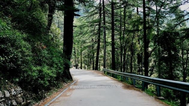 A turn on the jungle trail from Naddi to McLeod Ganj town.(Photo: Prannay)