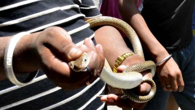 The rat snake caught by the forest department on the Sector 25-38 diving road in Chandigarh on Sunday.(Sikander Singh Chopra/HT)