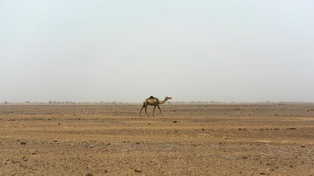 A lone camel walks in Niger’s Tenere desert. The IOM has estimated that for every migrant known to have died crossing the Mediterranean, as many as two are lost in the desert — potentially upwards of 30,000 people since 2014. (Jerome Delay / AP)