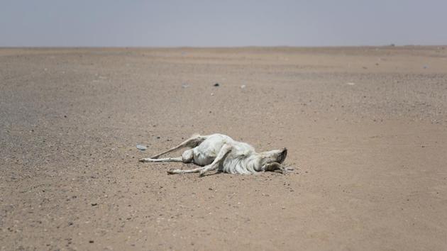 A dead goat lies outside the Assamaka border post. In Assamaka, the migrants settle behind the border post until the IOM can get enough buses to fetch them. The IOM offers them a choice: Register to return eventually to their home countries or fend for themselves at the border. In Agadez, the IOM camps are also filling up, with involved parties growing increasingly impatient with their fate. (Jerome Delay / AP)
