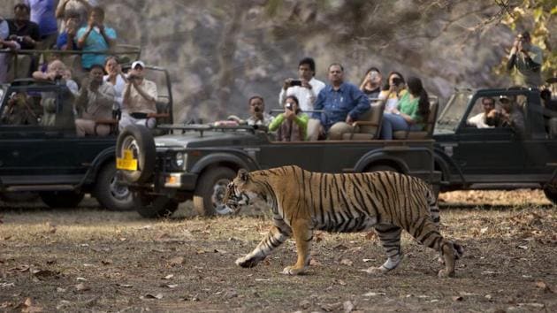 Wildlife safari at Ranthambore is an opportunity to see and photograph the major highlights of the park.