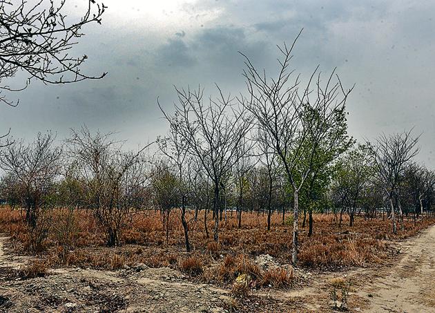 A view of dried out forest area at Garhi Mandu village, near Shahdara on the outskirts of Delhi.(Sonu Mehta/HT Photo)