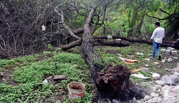 A total of eight big trees have been cut at Dr Salim Ali bird sanctuary by unidentified persons.(SHANKAR NARAYAN/HT PHOTO)