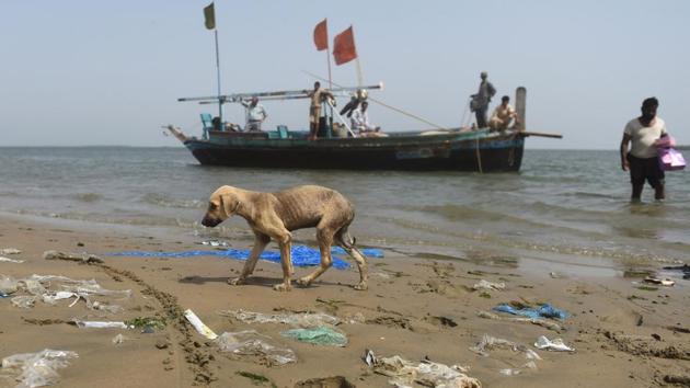 The islands, despite their lack of food and fresh water, have become a sanctuary, an alternative where estimates suggest hundreds of dogs avoid the cull. But their survival depends almost entirely on the supplies brought to them by Karachi’s fishermen as they trawl the coast. (Rizwan Tabassum / AFP) The islands, despite their lack of food and fresh water, have become a sanctuary, an alternative where estimates suggest hundreds of dogs avoid the cull. But their survival depends almost entirely on the supplies brought to them by Karachi’s fishermen as they trawl the coast. (Rizwan Tabassum / AFP)