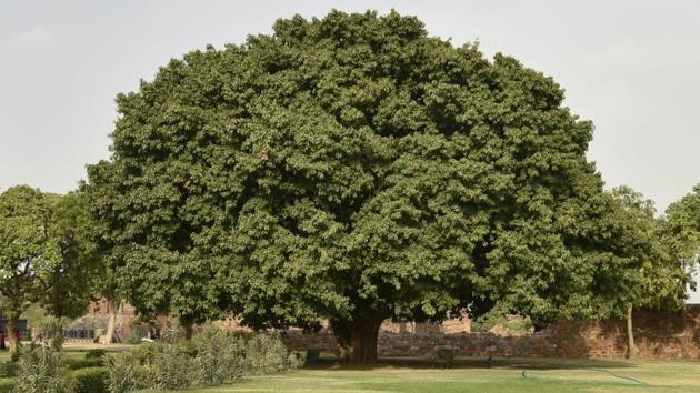 The Delhi high court on Monday stayed till July 4, the felling of more than 16,000 trees for redeveloping residential facilities for central government employees in south Delhi, questioning the Centre’s decision to issue the order. T(Raj K Raj/HT PHOTO)