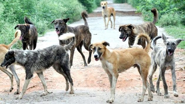 Four stray dogs mauled a toddler in a sector 18 park in Chandigarh 10 days ago.(HT File Photo)