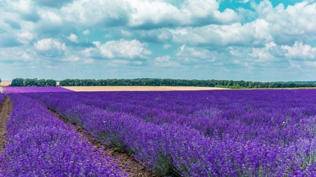 The tiny city of Gress is known for growing the best flowers for many the best perfumers in the world. (Shutterstock)